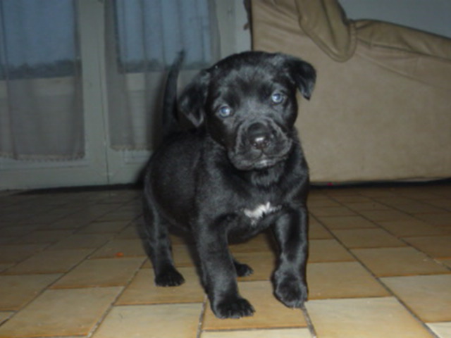 CHIPIE (ROXY)- chiot femelle type labrador   P1020512