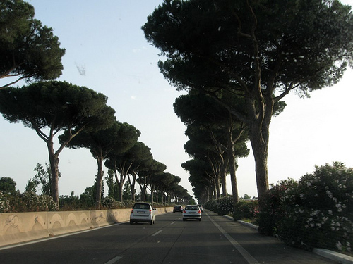 السيمفونية الشعرية صنوبر روما   Pines of Rome     من مؤلفات اوتورينو رسبيجى   48164010