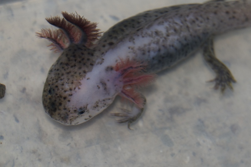 Axolotl :)  Dsc_3411