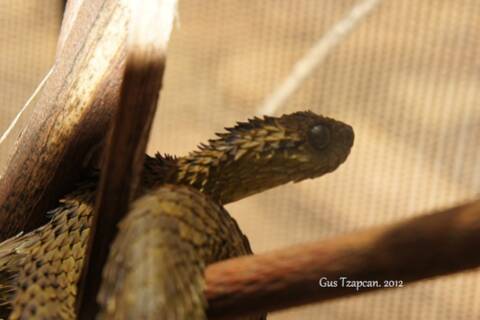 Atheris hispida - Spiny bush viper  Snake, Beautiful snakes, Pretty snakes