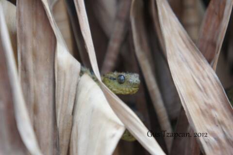 Hairy bush Viper (Atheris hispida) captive from Central Africa Y