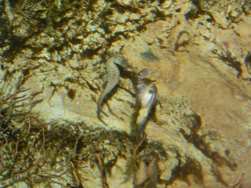 Aquarium de la rochelle Dscn0613