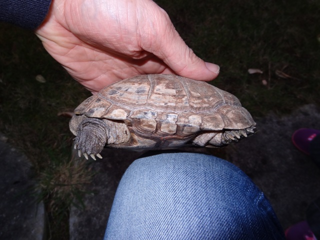 Aide à l'identification tortue trouvée Dsc00315