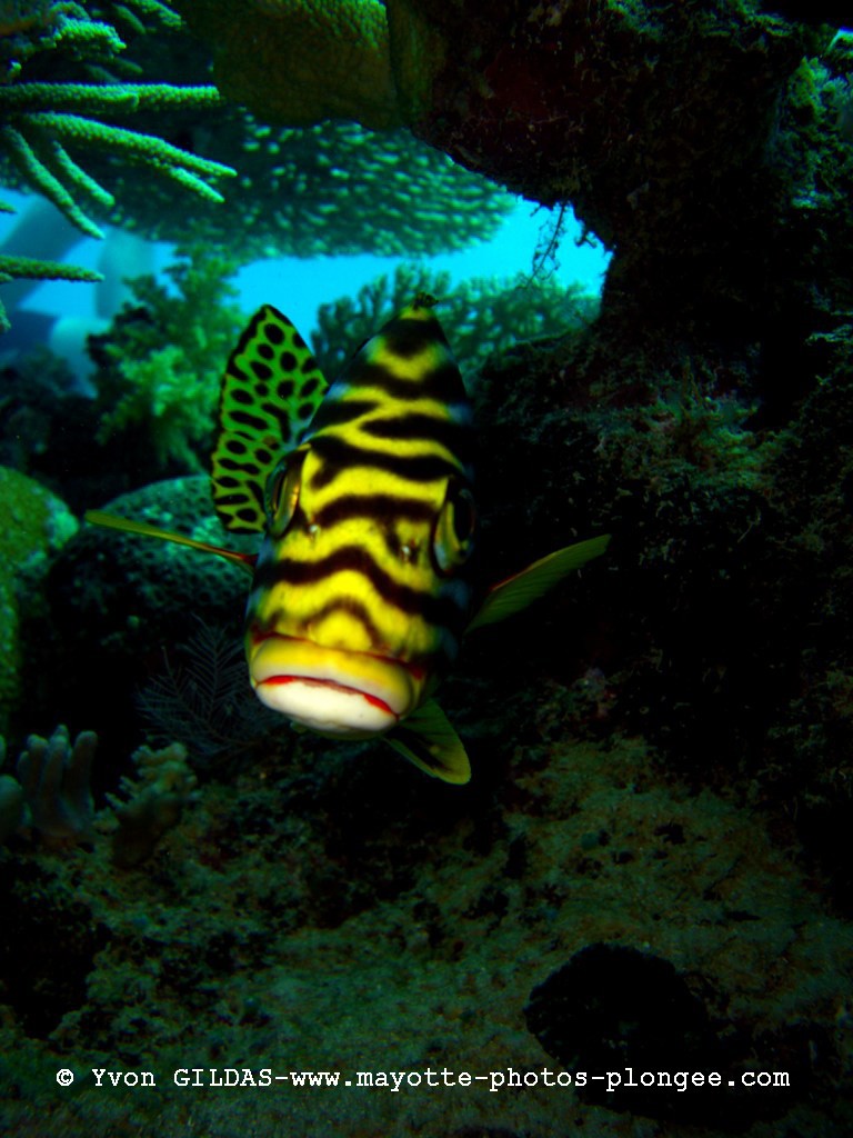 Photos en plongée sous marine à Mayotte ;  Diagra10