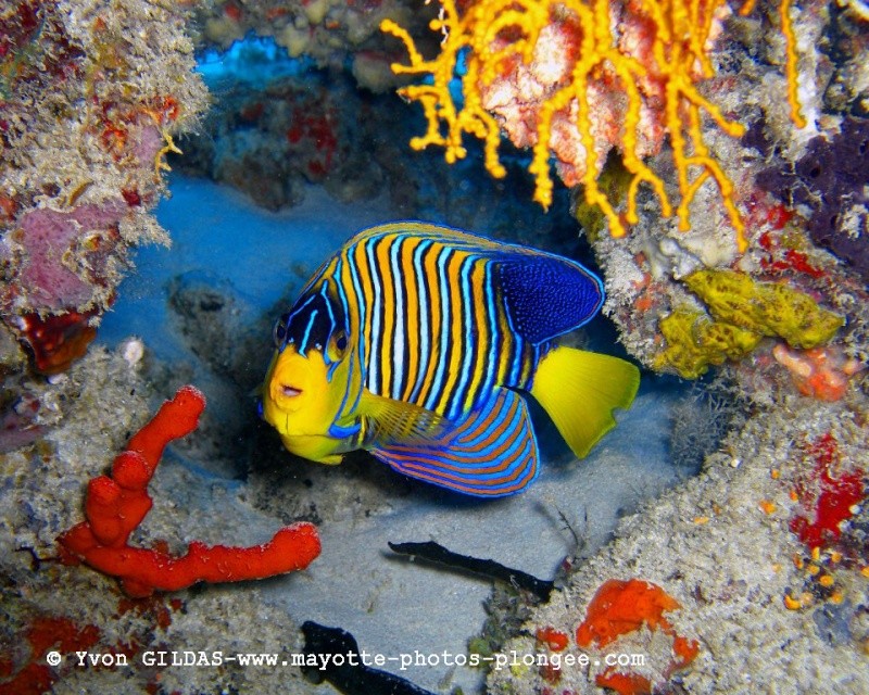 Photos en plongée sous marine à Mayotte ;  Holaca11