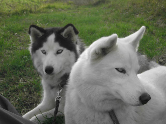  ELKA ET SHADOW (2009)2 husky a placer ensemble PAR (33) [ADOPTES] - Page 8 Img_7112