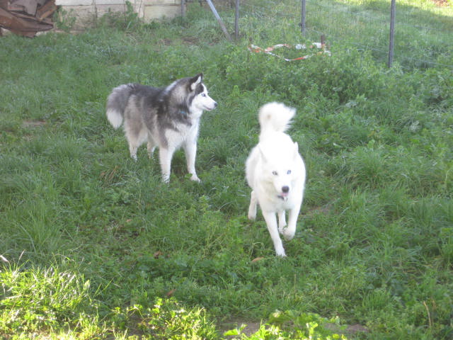 elka et shadow -  ELKA ET SHADOW (2009)2 husky a placer ensemble PAR (33) [ADOPTES] - Page 8 Img_7310