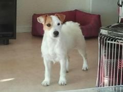 Lola jack russel lof cherche nouvelle famille [Adopté] 2011-110