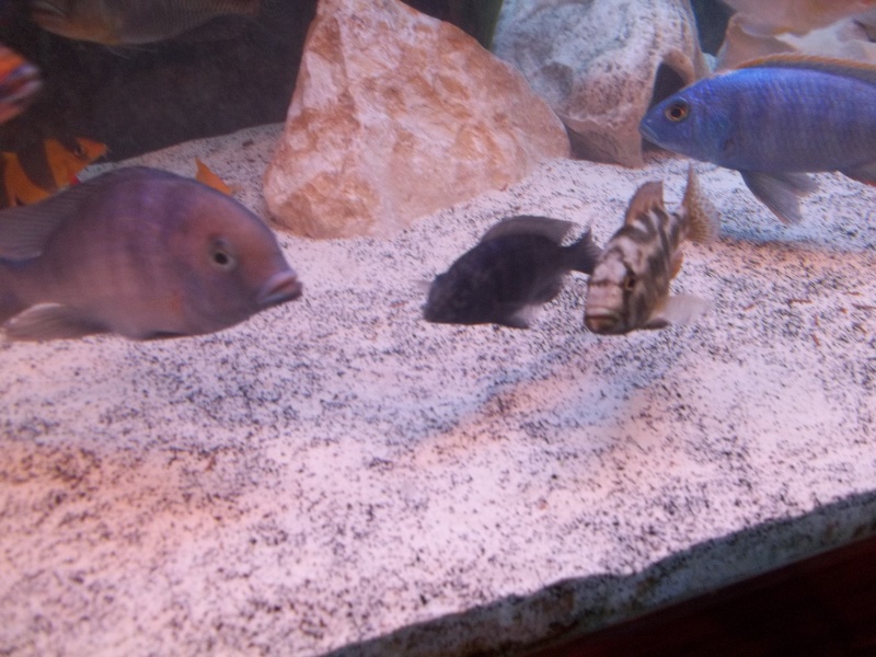 Placidochromis phenichilus part 2! 00510