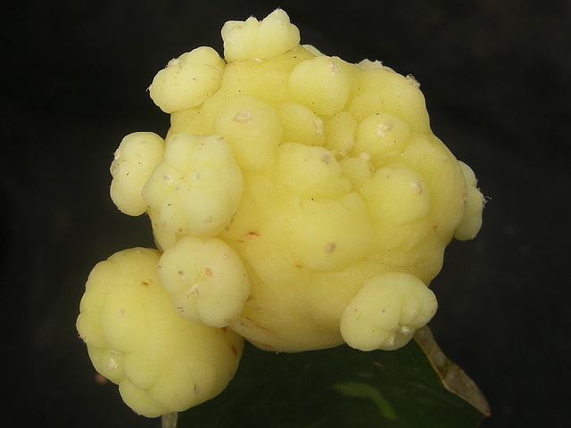 Two variegata lophos Dscn2310