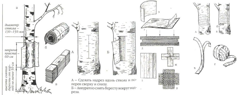 Заготовка бересты Ddundu15