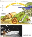 Пермакультура Dydund11