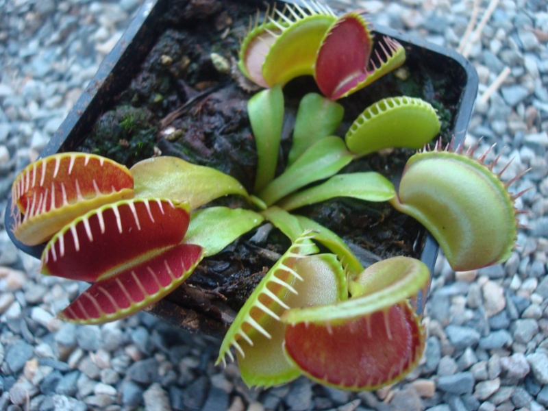 Dionaea "Type" Di_mus10