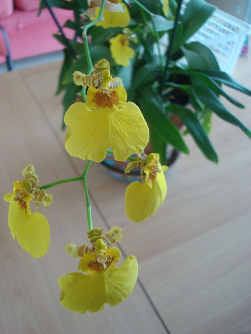 Quelques orchidées Dsc03417