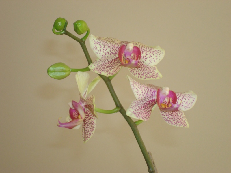 Quelques orchidées Dsc03510