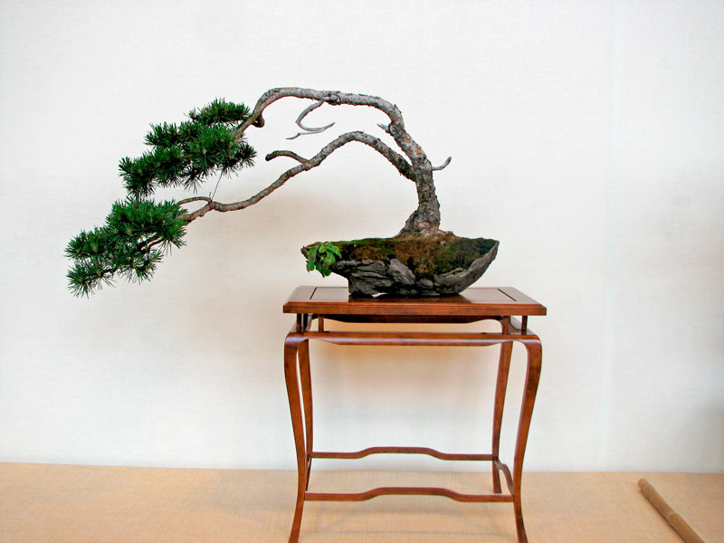 DONZAC (82) 19 et 20 mai 2012 exposition regionale de bonsai Img_0038