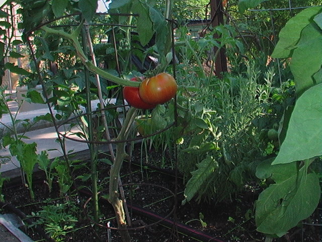 Tomato Tuesday 2012 - Page 5 Bonnie10