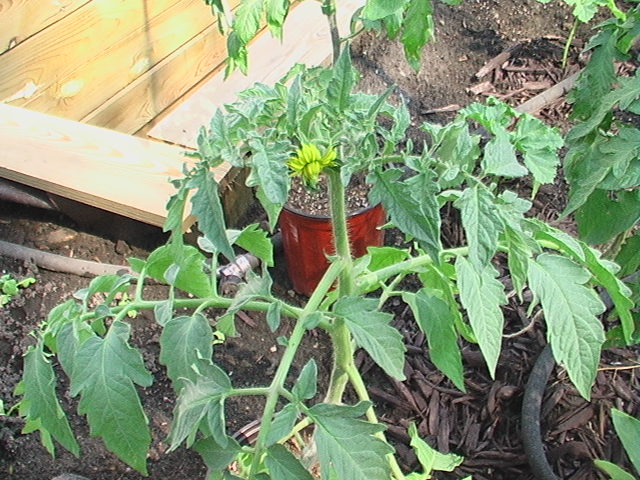 N&C Midwest June Garden - What's Happenin'? Tomato10