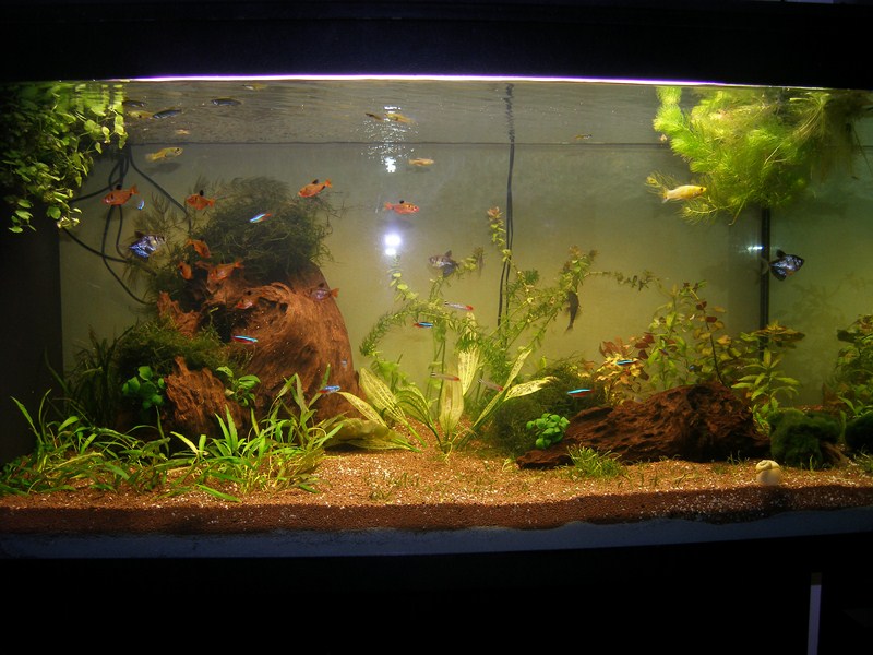 Installation de ma fishroom dans le salon 360fin11