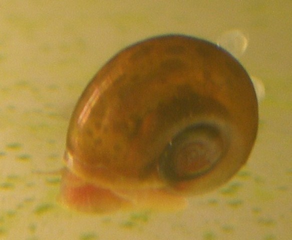 corrydoras pygmaeus F0 Corry10