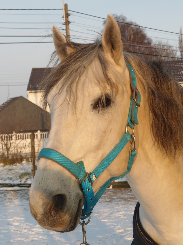 Commentaires => "Nos chevaux en hiver" Dsc06914