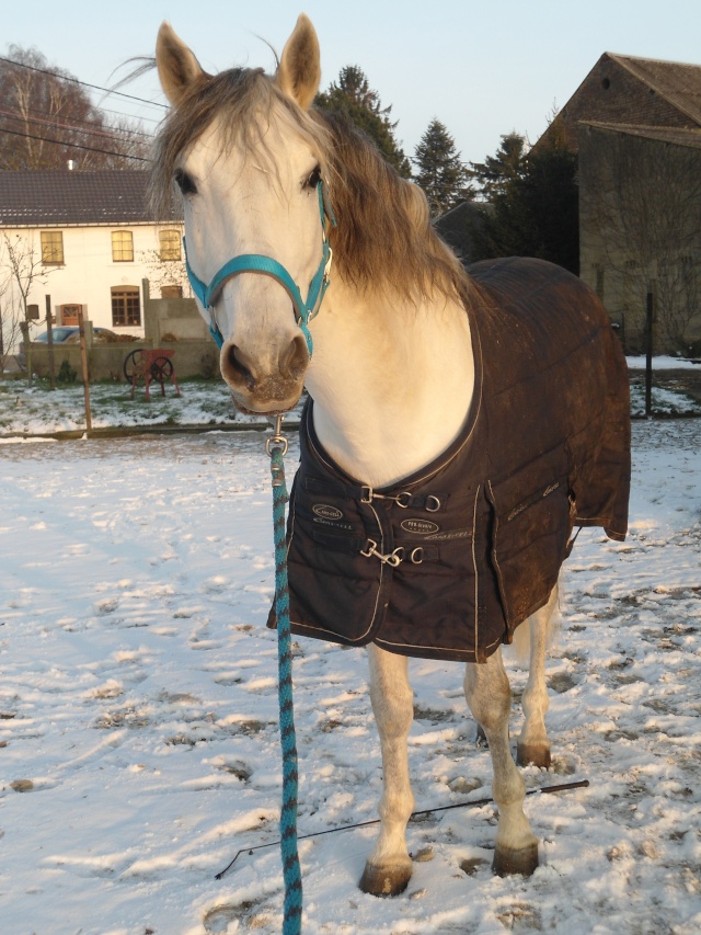 Commentaires => "Nos chevaux en hiver" Dsc06915