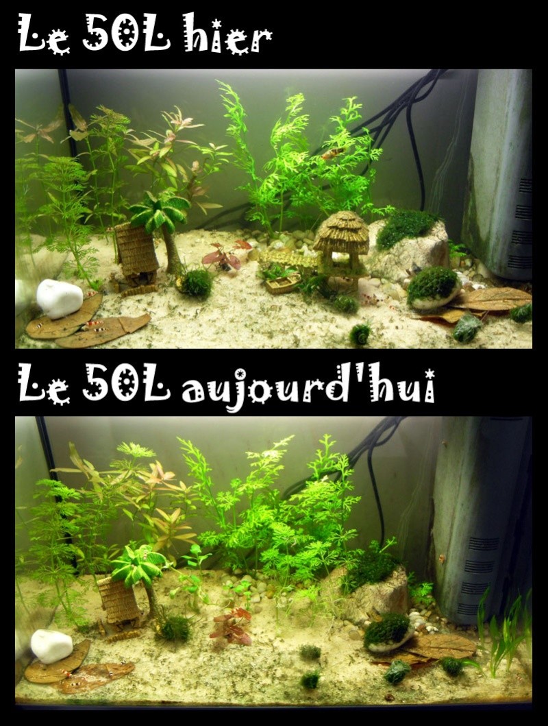 Mes bacs 200L, 60L et 8 x 20L (nouvelles photos) - Page 4 Evolut11