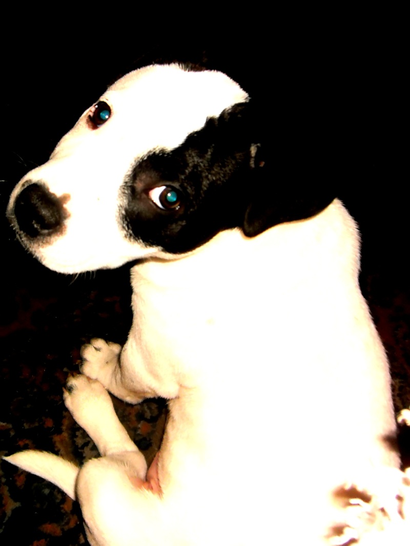 My staffy pup (15 weeks old) Name - Royce Pict0211