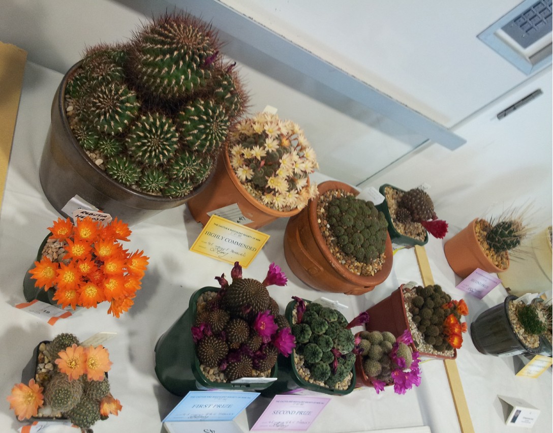 New South Wales Cacti & Succulent Spring Show Flower10