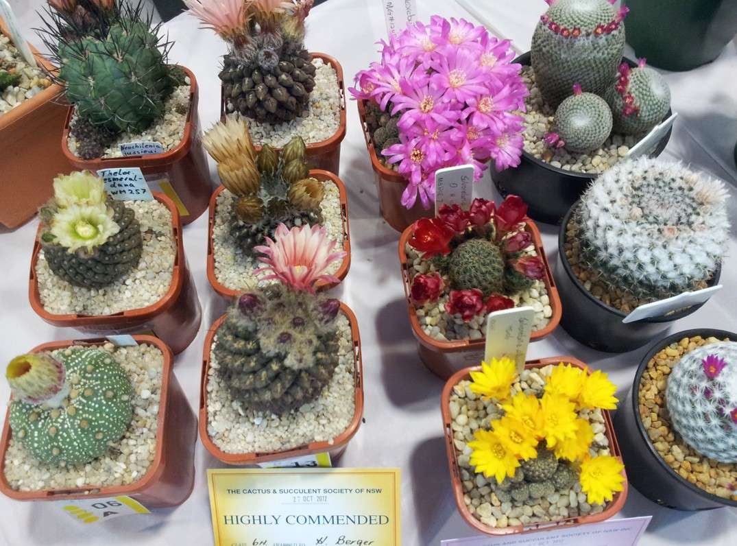 New South Wales Cacti & Succulent Spring Show Flower12