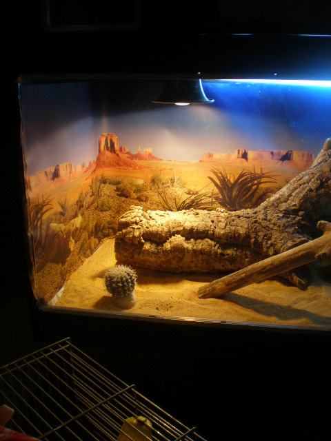 terrarium pogona - Page 2 P1270011