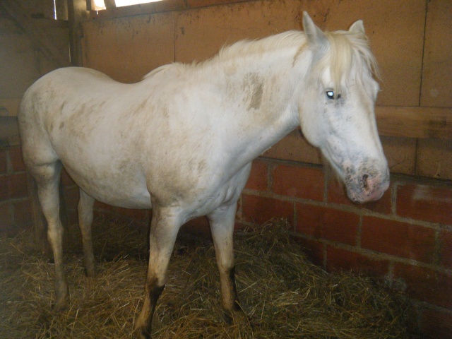 (Dept 63) ELSA, Camargue, 5 ans, sauvée par Michel!!!!!!!!!!! (Janv 2012) - Page 4 28110