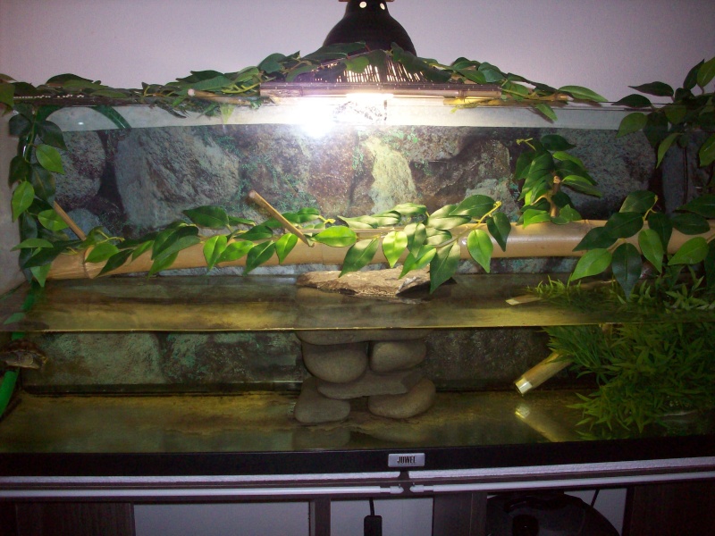 Deco aquarium ocadia sinensis 102_1322