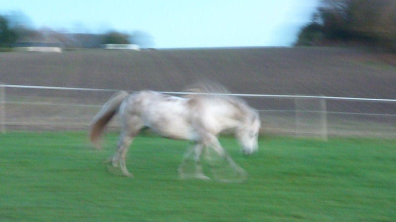 La 5ème jambe du cheval...l'appui sur la main Sleipn10