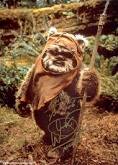 Candidature d'un jedi :P Ewok10