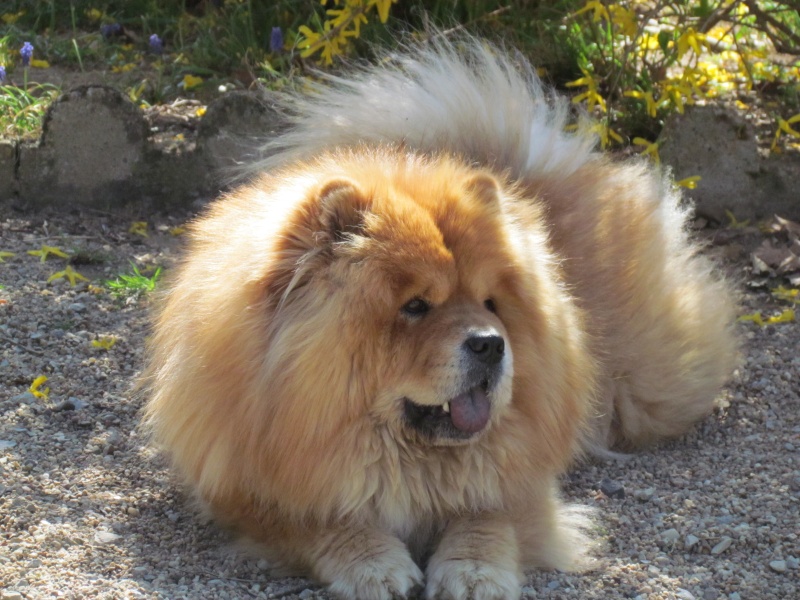 CANNELLE (Chow Chow) - Page 2 Img_1913