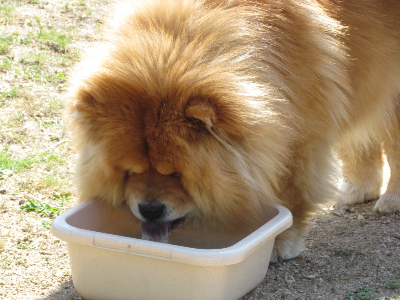 CANNELLE (Chow Chow) - Page 2 Img_1914