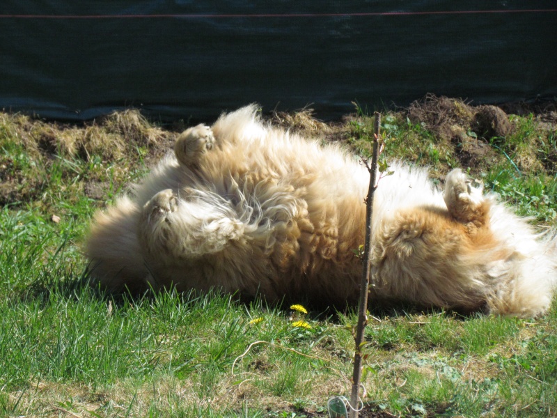 CANNELLE (Chow Chow) - Page 2 Img_1915