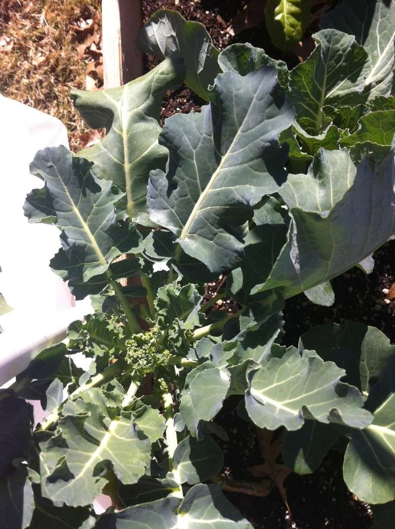 Is this a Brussel Sprout or Broccoli Rabe? Img_1310