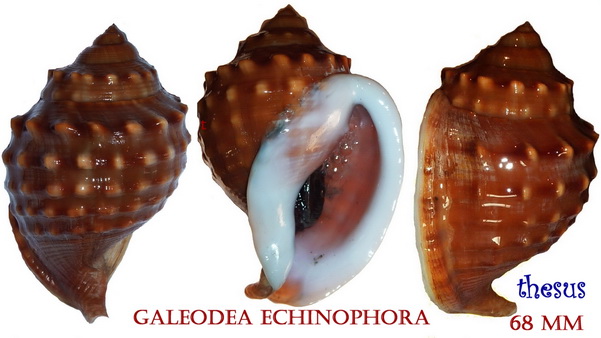 Galeodea echinophora - (Linnaeus, 1758) - Senestre Aaab10