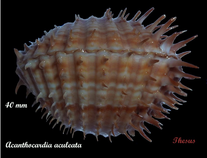 Cardiidae Lymnocardiinae Acanthocardia aculeata - (Linnaeus, 1758) Acanth10