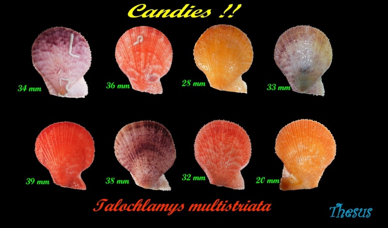 Talochlamys multistriata - (Poli, 1795)  Candie10