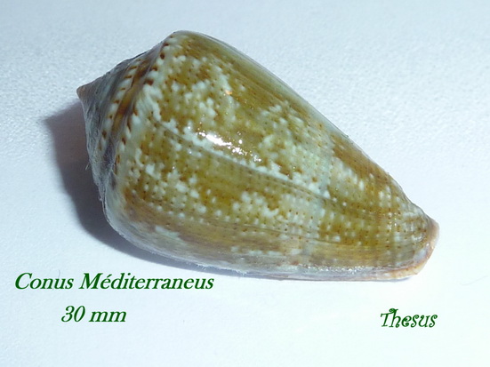 Conus (Lautoconus) ventricosus Gmelin 1791 - Page 2 Copie_29
