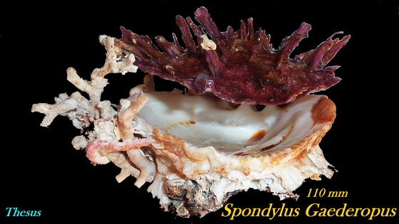 Spondylus gaederopus Linnaeus, 1758 Dd10