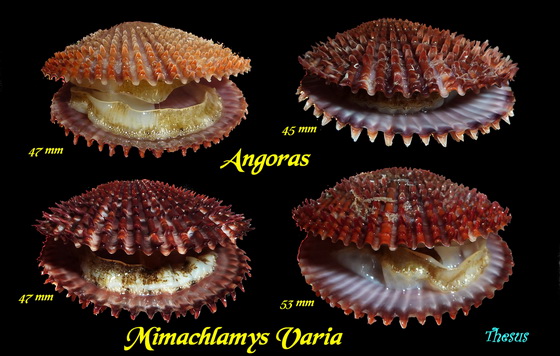 Mimachlamys varia (Linnaeus, 1758) Qsd10