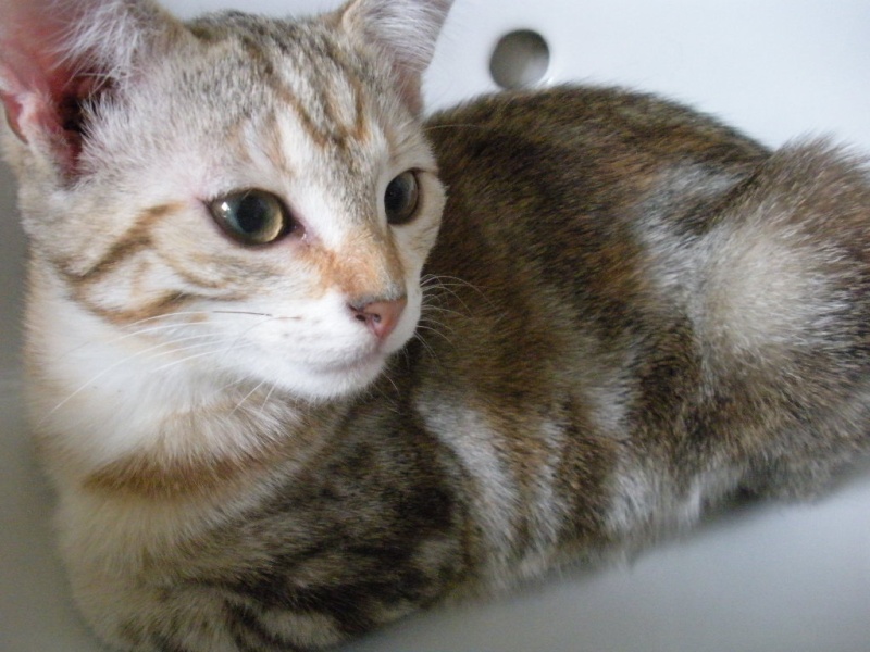 Noisette (ex Grenouille) chatonne tigrée aux reflets cuivre, née en juillet 2012 Dscn2617