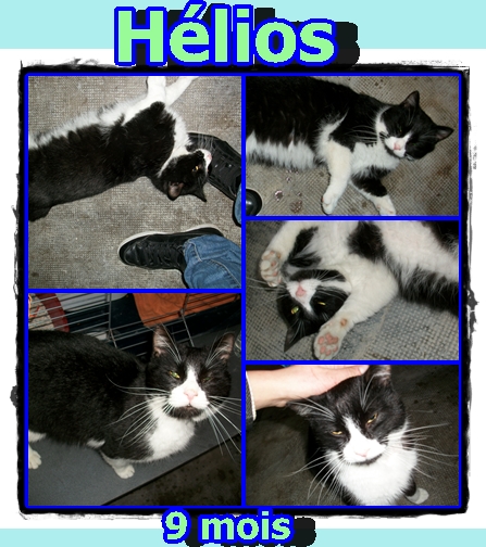 Helios, chat mâle noir & blanc, 9 mois, CCC (44) Halios10