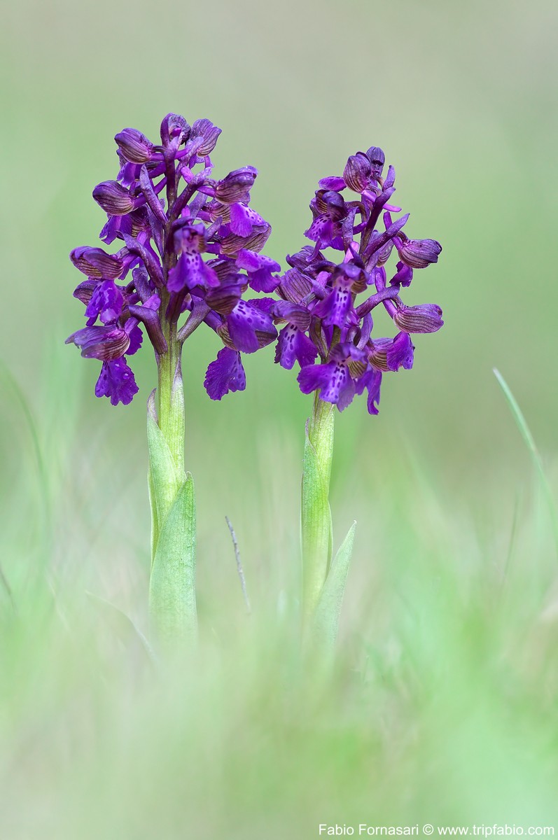 I° workshop orchidee con Filippo _dsc2211