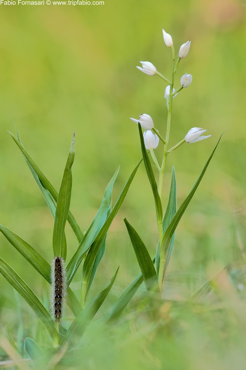 Cephalanthera longifolia, con ospite.... _dsc4811