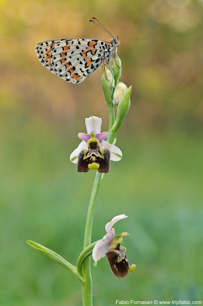   Ophrys holosericea, con ospite _dsc5012